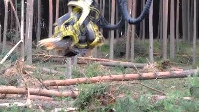 Hektary lasu zniszczone po trąbach powietrznych