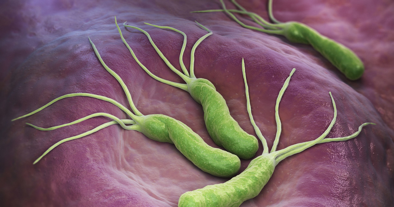 Helicobacter pylori /&copy;123RF/PICSEL