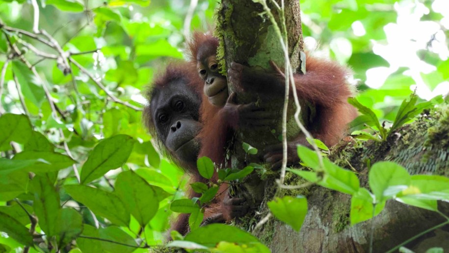 Hellen i Lucy obserwują badaczy. Danum Valley Conservation Area, Sabah, Malezja. /Fot. Takumi Tsutaya /Materiały prasowe