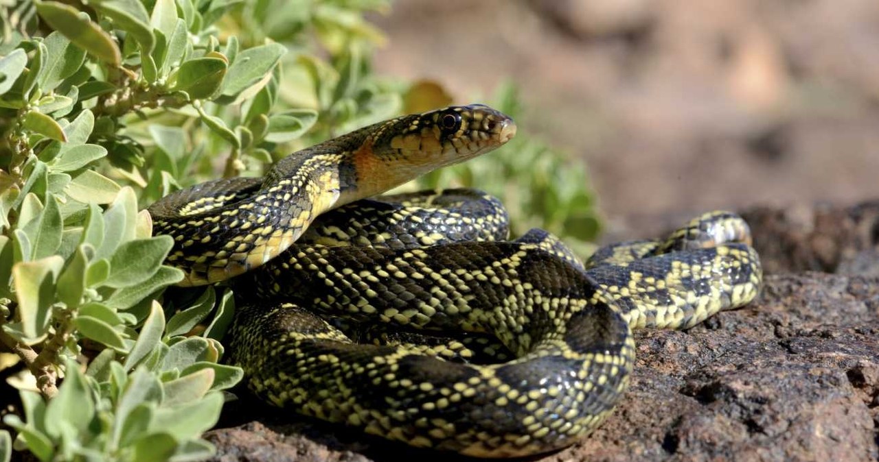 Hemorrhois hippocrepis /Daniel Heuclin/Bios Photo /East News