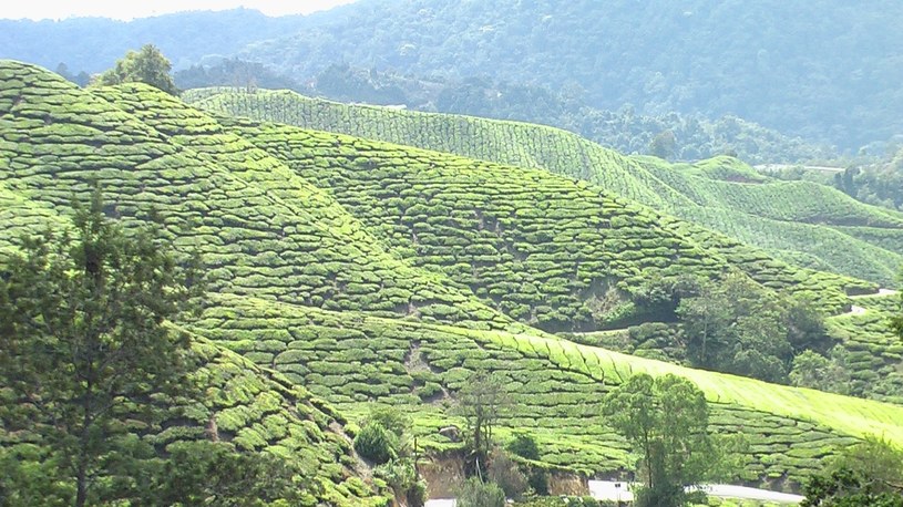 Herbaciane wzgórza w Cameron Highlands /materiały prasowe