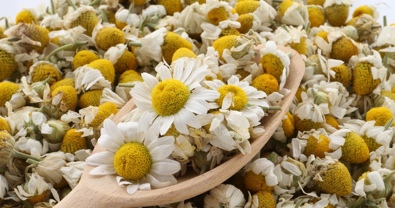 Herbatka z rumianku wzmocni organizm, a okłady pomogą na kurze łapki /123RF/PICSEL