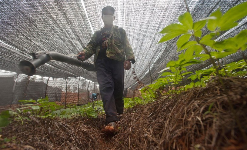 Herbicydy zwalczające chwasty stosowane są w Chinach nagminnie /AFP