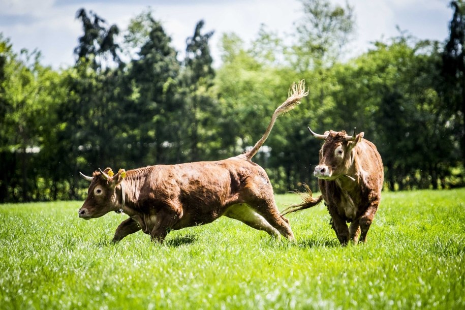 Hermien i Zus /SIESE VEENSTRA  /PAP/EPA
