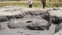 Heroiczna akcja ratunkowa słonia 