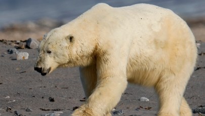 Heroiczna walka. Rzucił się na niedźwiedzia, by ratować żonę