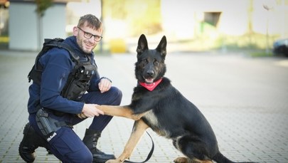 Heros na czterech łapach. Policyjny pies Niko oddał krew