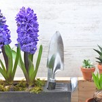 Hiacynt: Kwiat idealny do domu i ogrodu