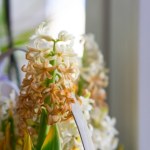 Hiacynty przekwitły? Zamiast wyrzucać do kosza, zrób to by znów cieszył oko