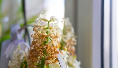 Hiacynty przekwitły? Zamiast wyrzucać do kosza, zrób to by znów cieszył oko