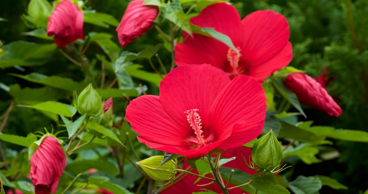 Hibiskus bagienny, znany także jako hibiskus bylinowy, to roślina o wyjątkowej urodzie. Wytwarza ogromne, kolorowe kwiaty, które zachwycają wszystkich. /Pixel