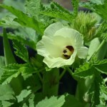 Hibiskus który smakuje jak fasolka. To egzotyczne warzywo podbija ogrody