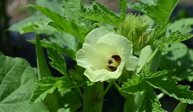 Hibiskus który smakuje jak fasolka. To egzotyczne warzywo podbija ogrody