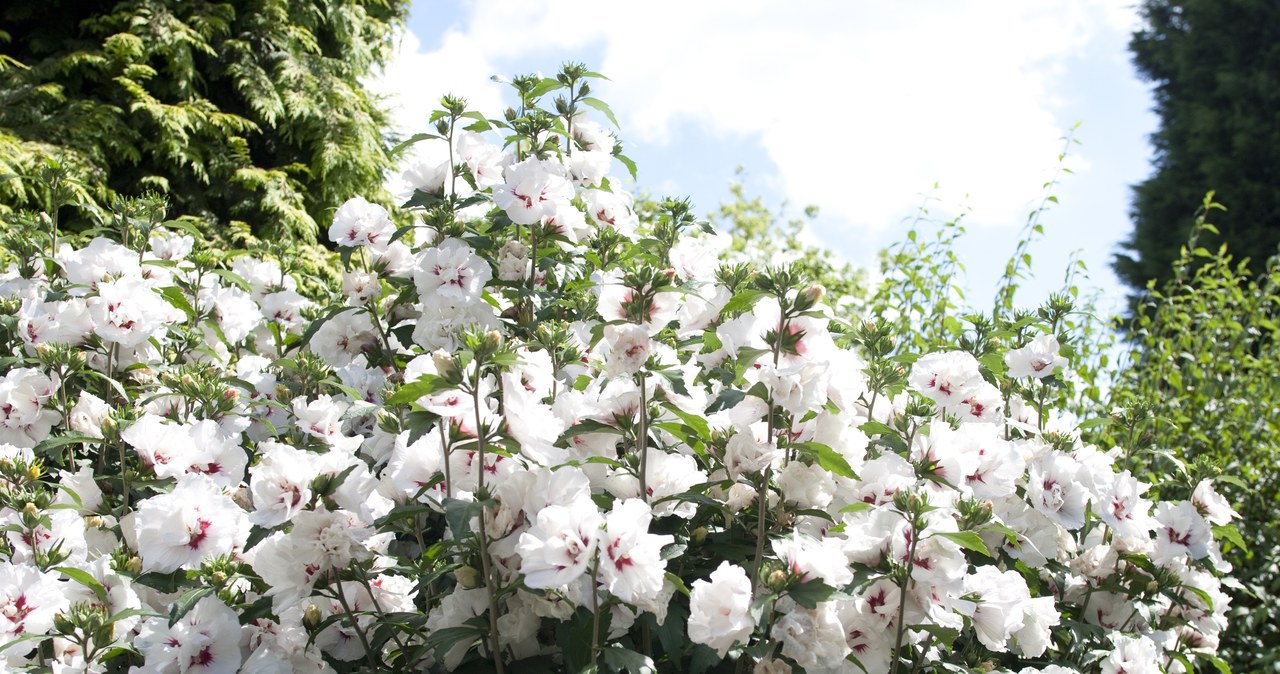 Hibiskus może kwitnąć całe lato. /123RF/Picsel, 123RF/Picsel /Pixel