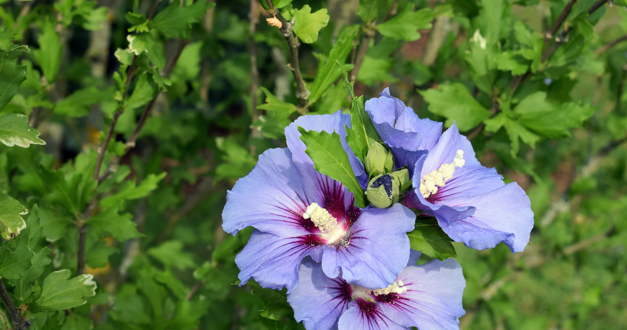 Hibiskus ogrodowy (inaczej ketmia syryjska) zachwyca pięknymi, okazałymi kwiatami. To jedna z najlepszych alternatyw dla hortensji /123RF/PICSEL