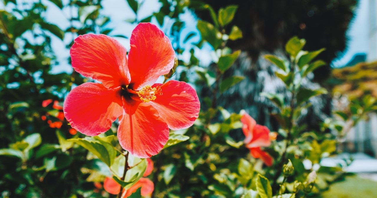 Hibiskus wymaga słonecznego stanowiska, osłoniętego od wiatru. //123RF/PICSEL