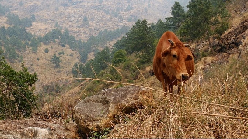 Himalajska viagra zagrożona wyginięciem na skutek zmian klimatycznych /Geekweek