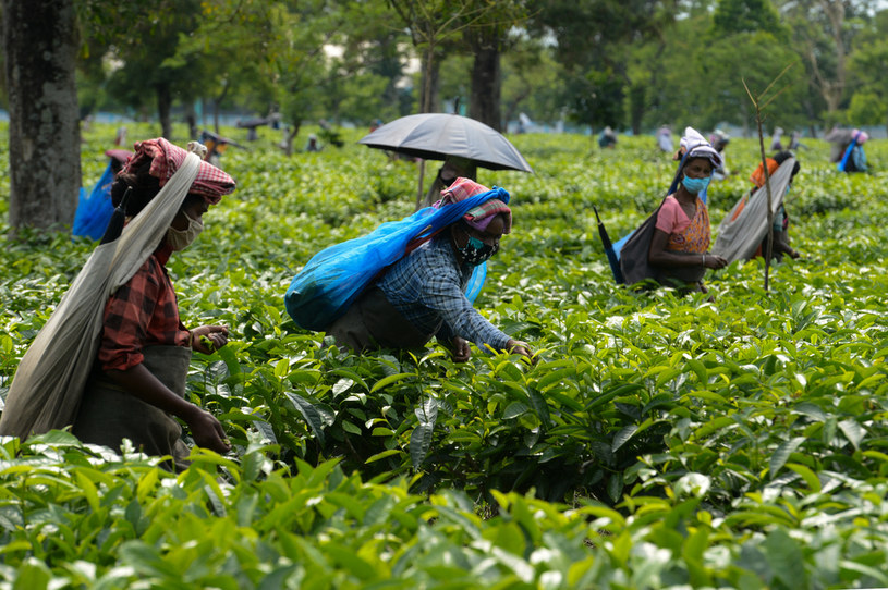Hinduski na plantacji herbaty /AFP