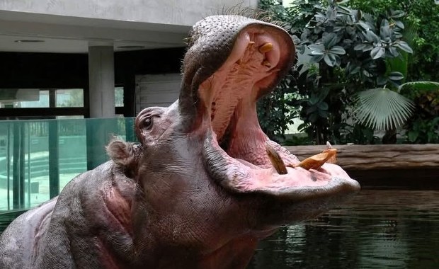 Hip hip hurra hipopotama Hugona