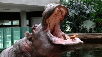 Hip hip hurra hipopotama Hugona