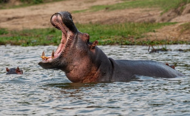 Hipopotam połknął i wypluł dziecko. Dwulatek cudem przeżył