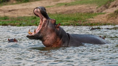 Hipopotam połknął i wypluł dziecko. Dwulatek cudem przeżył