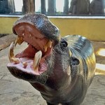 ​Hipopotam z gdańskiego zoo został adoptowany przez sanah