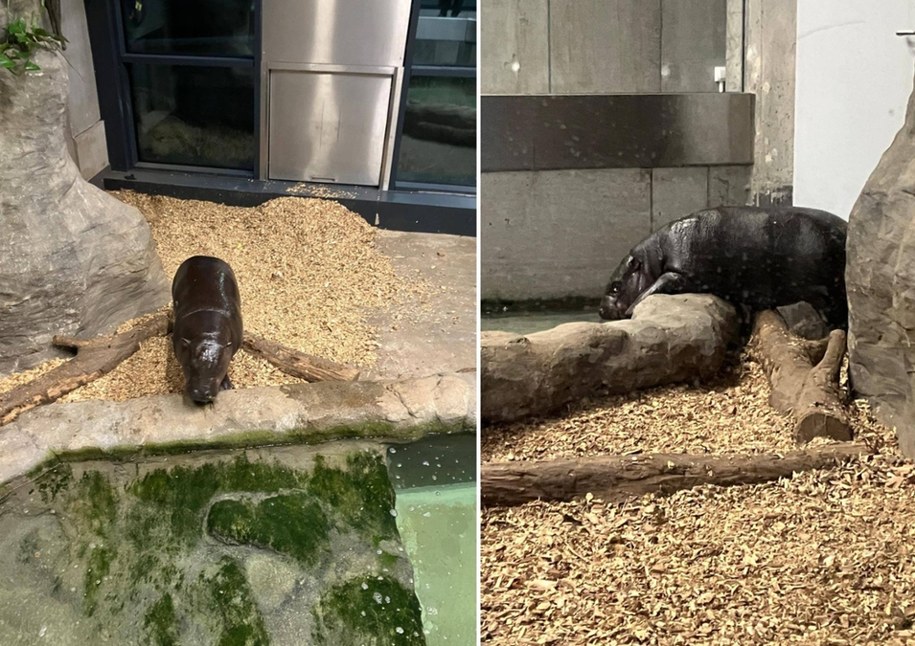 Hipopotam Zilo, fot. krakowskie zoo /Facebook