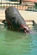 Hipopotam /Encyklopedia Internautica