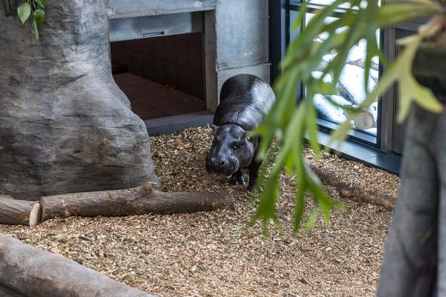 Hipopotamy karłowate w krakowskim zoo mają nowy pawilon /Jacek Skóra /RMF24