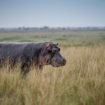 Hipopotamy mogą... latać? Bez problemu unoszą się w powietrzu
