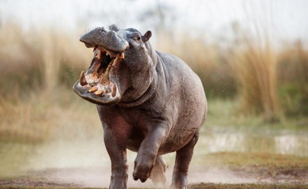 Hipopotamy Pabla Escobara do odstrzału