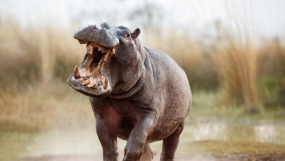 Hipopotamy Pabla Escobara do odstrzału