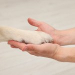 Historia Eurazji oczami... psów. Nowe badania ujawniają zaskakujące fakty