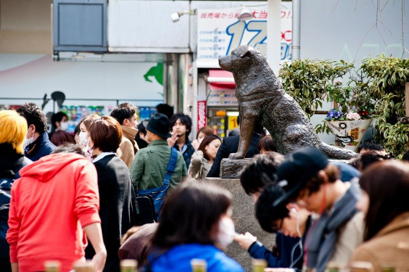 Historia psa Hachiko jest tak poruszająca, że w Tokio powstał pomnik tego wiernego przyjaciela człowieka /Keith Tsuji /Getty Images