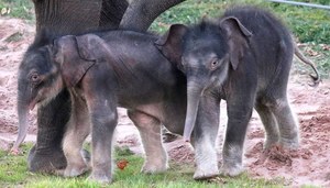 Historyczne narodziny w zoo. Szanse wynosiły mniej niż 1 proc.