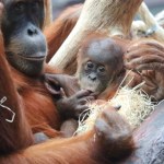 Historyczne wydarzenie w polskim zoo. Pierwsze takie narodziny