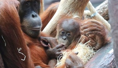 Historyczne wydarzenie w polskim zoo. Pierwsze takie narodziny