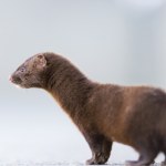 Małgorzata Tracz Polityk, posłanka na Sejm IX i X kadencji.