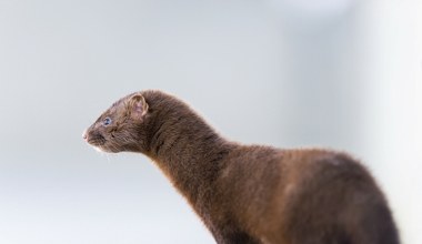 Historyczny moment. Sejm zagłosował za zakazem hodowli zwierząt futerkowych