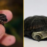 Historyczny sukces. Rzadki gatunek rozmnożony w Poznaniu