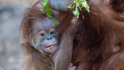 Historyczny sukces w łódzkim zoo. Pierwsze takie narodziny w Polsce [ZDJĘCIA]
