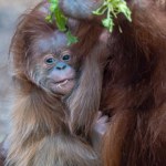 Historyczny sukces w łódzkim zoo. Urodził się orangutan sumatrzański [ZDJĘCIA]