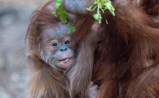 Historyczny sukces w łódzkim zoo. Urodził się orangutan sumatrzański [ZDJĘCIA]