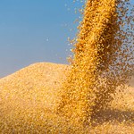 Hiszpania będzie sprowadzać ukraińską kukurydzę koleją z Polski