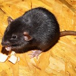 ​Hiszpania: Coraz więcej śniadych szczurów w metropoliach