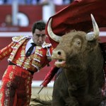 Hiszpania: Festyn się odbędzie, ale bez zabijania byka. Po raz pierwszy w historii