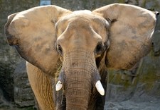 Hiszpania: Słoń zaatakował pracownika zoo. Mężczyzna nie żyje