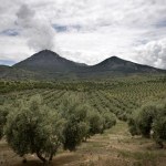 Hiszpania: W gajach oliwnych 47 euro dziennie