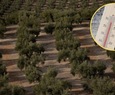 Hiszpańskie oliwki będą coraz droższe. Dotkliwa susza dziesiątkuje zbiory